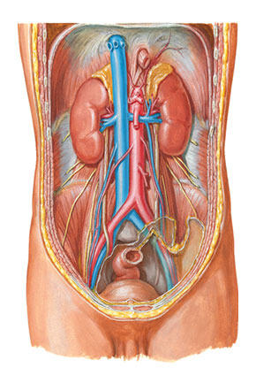 Kidneys In Situ